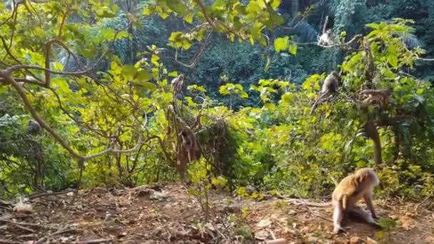 Günbatımında Ubud Bir Ormanda Maymun Bali Endonezya — Stok video