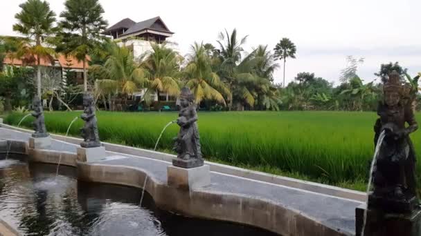 Piantagione Riso Bali Indonesia — Video Stock