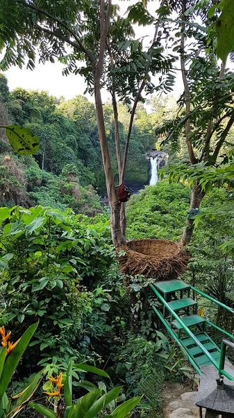 Grand Nid Avec Cascade Tegenungan Arrière Plan Ubud Bali Indonésie — Photo