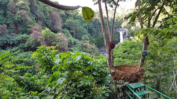 Grand Nid Avec Cascade Tegenungan Arrière Plan Ubud Bali Indonésie — Photo