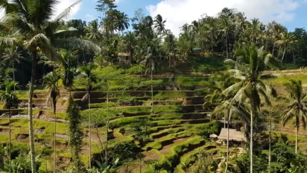 Tegallalang Rice Terrace Bali Indonesië — Stockvideo