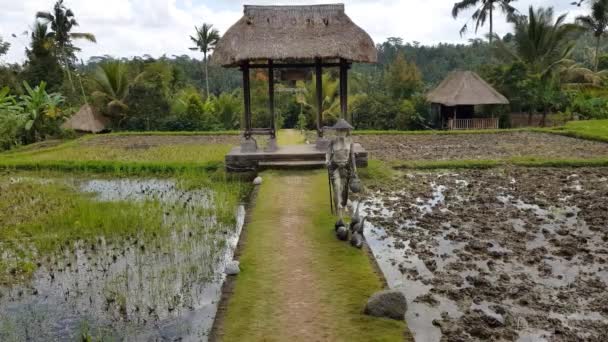 Reisplantage Bali Indonesien — Stockvideo