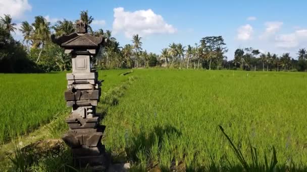 印度尼西亚巴厘岛的水稻种植园 — 图库视频影像