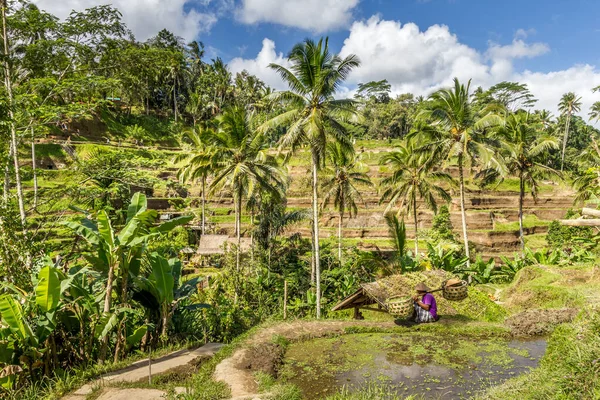 Tegallalang Rice terasa, Bali, Indonésie — Stock fotografie