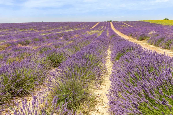 Fransa Nın Güneyindeki Provence Deki Lavanta Tarlası — Stok fotoğraf