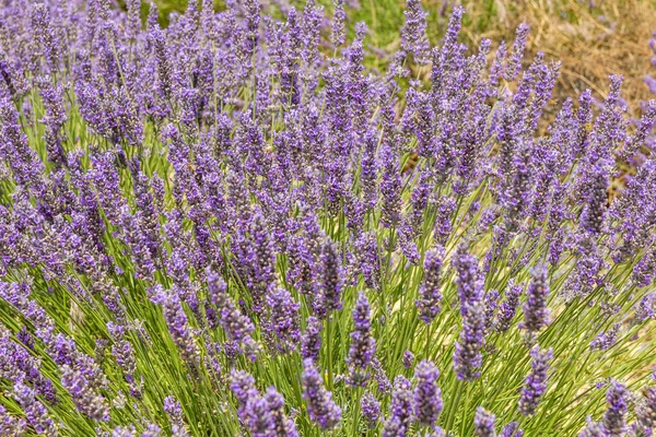 Campo Lavanda Provença Sul França — Fotografia de Stock