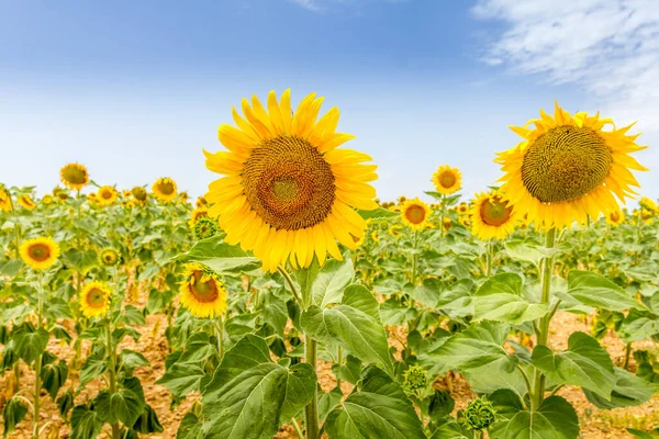 Slunečnicové Pole Provence Jižní Francie — Stock fotografie