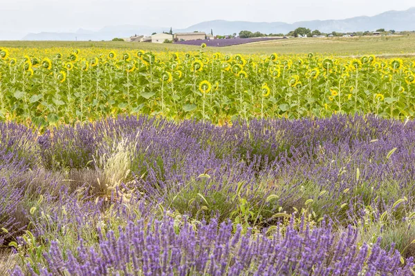 Levandulové Pole Provence Jižní Francie — Stock fotografie