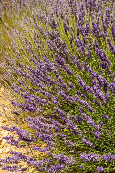 Champ Lavande Provence Sud France — Photo