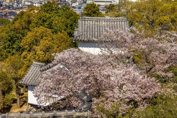 Цветение Сакуры Замок Химэдзи Японии — стоковое фото