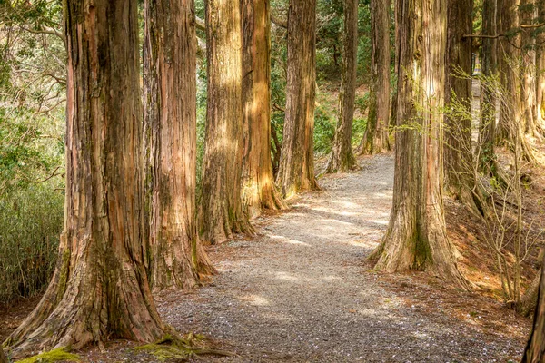 Ландшафт Лісі Японії — стокове фото