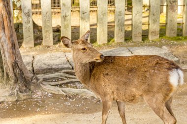 Japonya 'nın Miyajima adasının sokaklarında serbestçe dolaşan geyikler.