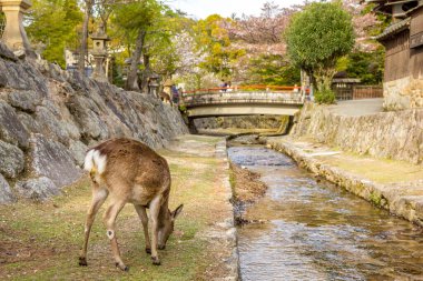 Japonya 'nın Miyajima adasının sokaklarında serbestçe dolaşan geyikler.