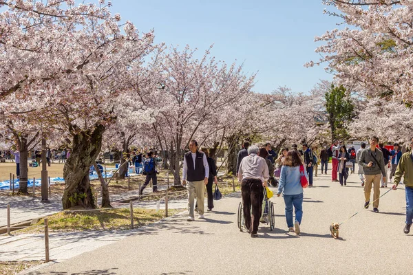 Химэдзи Япония Апреля 2014 Люди Идущие Мимо Цветущей Вишни Замке — стоковое фото
