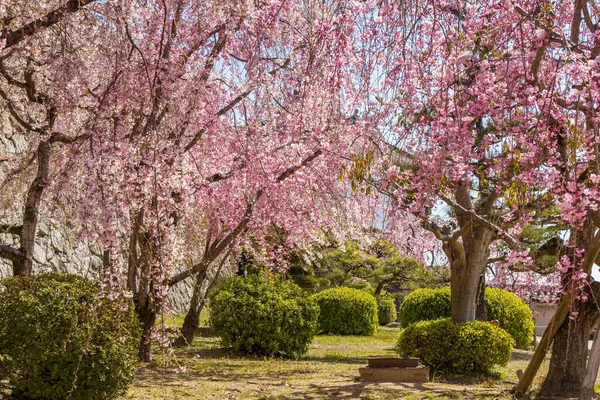 Άνθη Κερασιάς Την Άνοιξη Ένα Πάρκο Χιμέτζι Ιαπωνία — Φωτογραφία Αρχείου