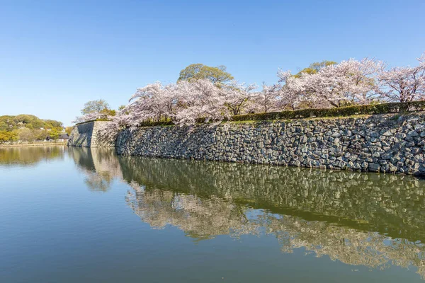 Kiraz Çiçeği Japonya Daki Himeji Kalesi — Stok fotoğraf