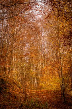Romanya 'nın Rasnov kentinde sonbaharda orman