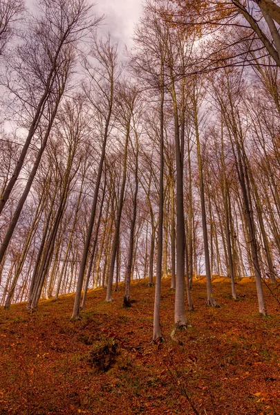 Les Během Podzimu Rasnově Rumunsko — Stock fotografie
