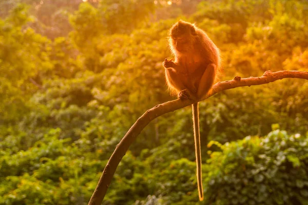 Macaco Uma Floresta Ubud Durante Pôr Sol Bali Indonésia — Fotografia de Stock