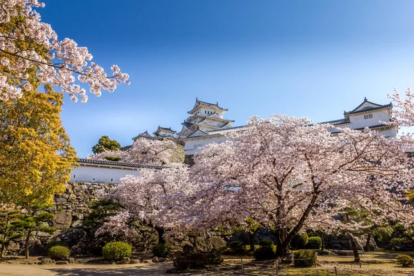 Flor Cerezo Castillo Himeji Japón —  Fotos de Stock