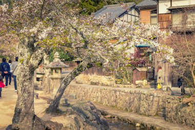 Japonya 'daki Miyajima Adası' nda ilkbahar boyunca kanal