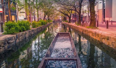 Kyoto, Japonya 'da kanal ve kiraz çiçekleri açar.