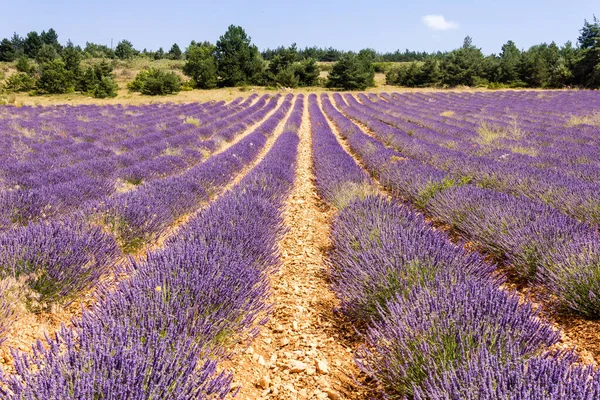 Fransa 'nın güneyindeki Provence' deki lavanta tarlası.