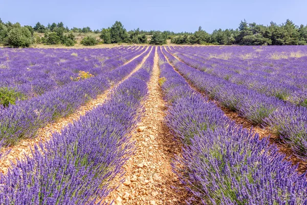 Ladang Lavender Provence Selatan Perancis — Stok Foto
