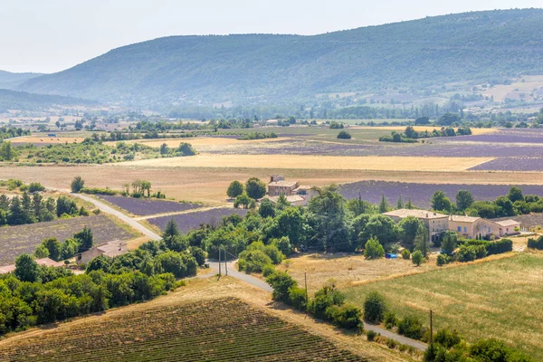 Lavendelfelder Der Provence Frankreich — Stockfoto