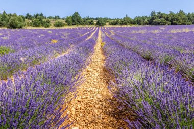 Provence, Güney Fransa 'da lavanta