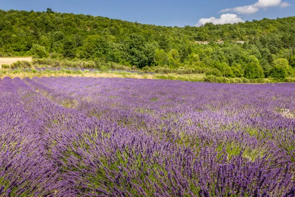 Lavender Field South France — Stock Photo, Image