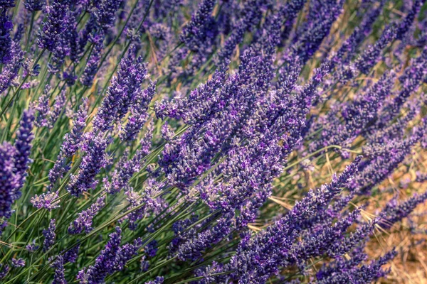 Lavender Field Provence South France — Stock Photo, Image