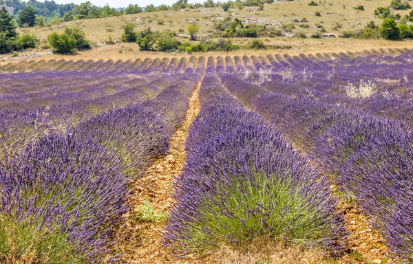 Fransa Nın Güneyinde Lavanta Manzarası — Stok fotoğraf