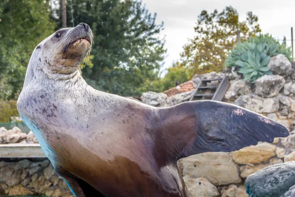 Mare Leone Firma Con Mano — Foto Stock