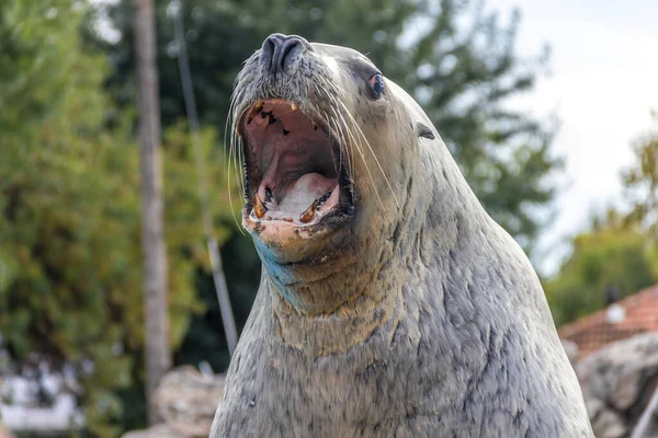 Bir Deniz Aslanı Ağzını Açıyor — Stok fotoğraf