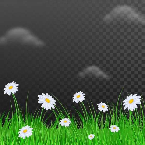 Krásné Daisy Květiny Zdobené Černé Průhledné Pozadí — Stockový vektor