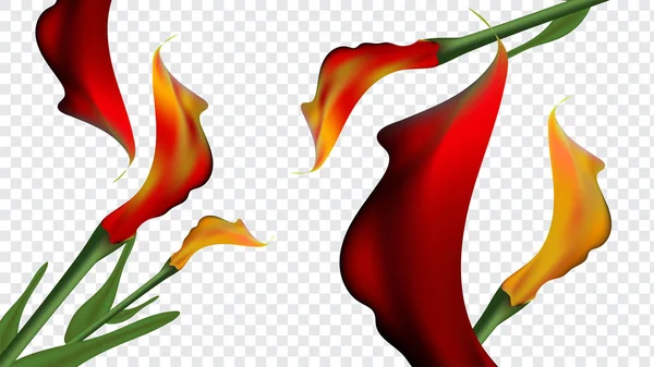 Квіти Кали Прикрашені Прозорому Фоні — стоковий вектор