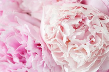 Güzel pembe şakayık çiçeği arka planı