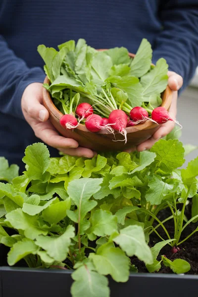 Giardiniere Uomo Raccogliendo Ravanello Orto Contenitore Sul Balcone — Foto Stock