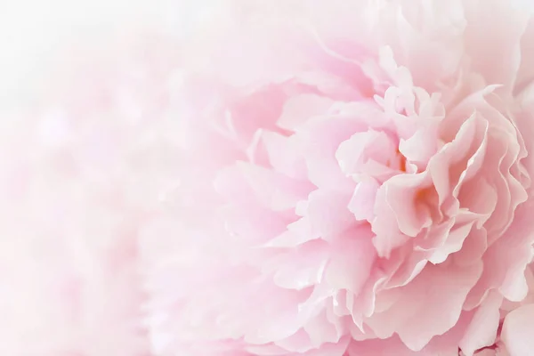 Beautiful Pink Peony Flower Background — Stock Photo, Image