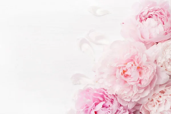 美しいピンク牡丹の花の背景 — ストック写真