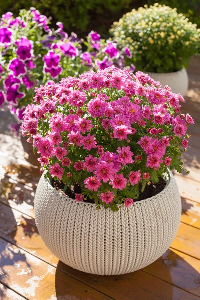 Hermosas Flores Verano Macetas Jardín Crisantemo Petunia —  Fotos de Stock