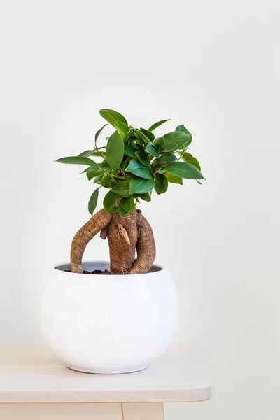 Houseplant Ficus Microcarpa Ginseng Vaso Branco — Fotografia de Stock