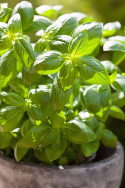 Bahçedeki saksıda taze fesleğen