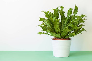 Beyaz saksı houseplant Asplenium nidus