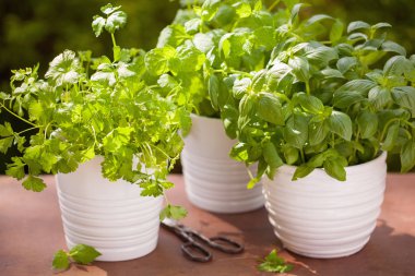 Bahçede taze fesleğen maydanozu ve naneli otlar