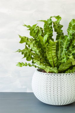 Beyaz saksı houseplant Asplenium nidus