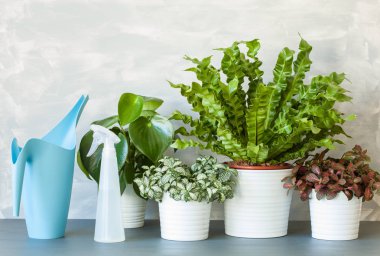 houseplants Asplenium nidus, peperomia ve Çiçeklik fittonia