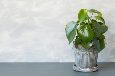 Bir saksı houseplant Peperomia