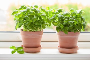 taze fesleğen bitki pişmiş toprak saksının içinde